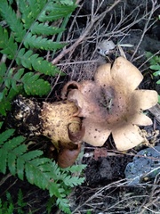 Scleroderma flavidum macrosporum