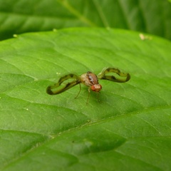 Toxonevra muliebris