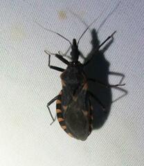 Triatoma sanguisuga