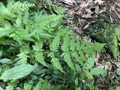 Pseudophegopteris subaurita