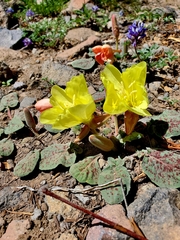 Oenothera xylocarpa