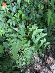 Pseudophegopteris subaurita