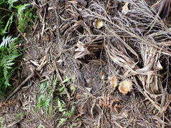 Scleroderma flavidum macrosporum