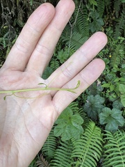 Passiflora gracillima