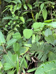 Passiflora gracillima