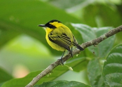 Todirostrum chrysocrotaphum