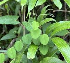 Passiflora gracillima