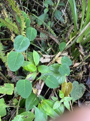 Passiflora gracillima