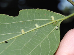 Celticecis pyriformis