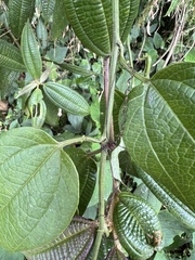 Passiflora apoda