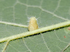 Celticecis pyriformis