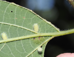 Celticecis pyriformis