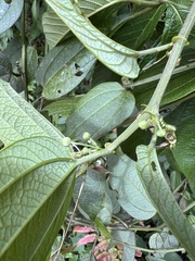 Passiflora apoda