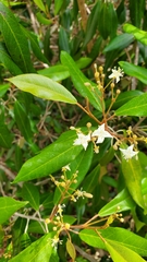 Morisonia ferruginea