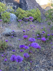 Monardella breweri lanceolata