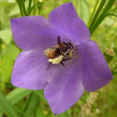 Megachile willughbiella