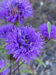 Monardella breweri lanceolata