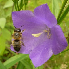 Megachile willughbiella