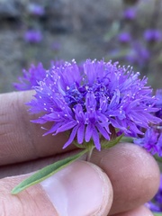 Monardella breweri lanceolata