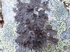 Umbilicaria torrefacta