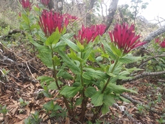 Spigelia longiflora