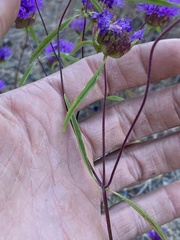 Monardella breweri lanceolata