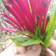 Spigelia longiflora