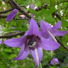 Megachile willughbiella