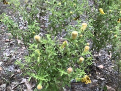 Aureolaria pectinata