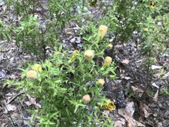 Aureolaria pectinata