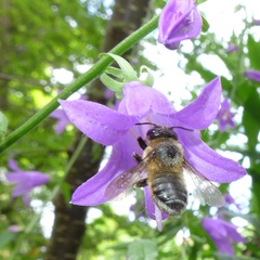 Megachile willughbiella
