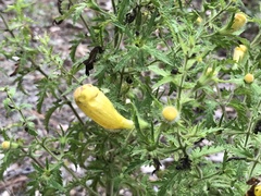 Aureolaria pectinata