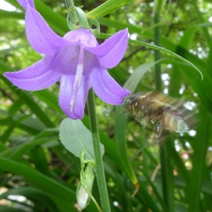 Megachile willughbiella
