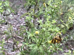 Aureolaria pectinata