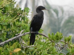 Nannopterum brasilianum