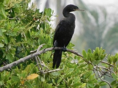 Nannopterum brasilianum