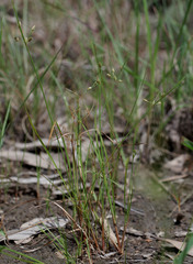 Fimbristylis dolera