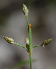Fimbristylis dolera