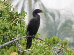 Nannopterum brasilianum