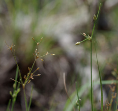 Fimbristylis dolera