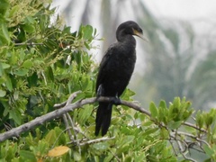 Nannopterum brasilianum