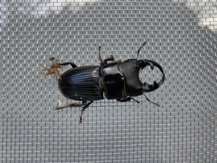 Aegus laevicollis formosae
