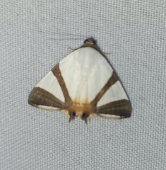 Eulepidotis rectimargo