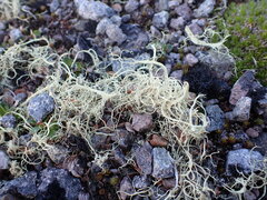 Alectoria ochroleuca