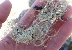 Alectoria ochroleuca