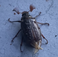 Polyphylla variolosa