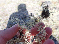 Alectoria ochroleuca