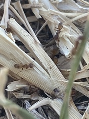 Forelius pruinosus