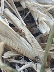 Forelius pruinosus