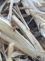 Forelius pruinosus